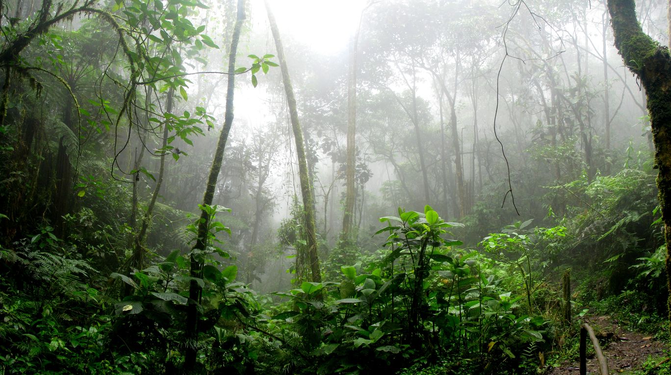 A hanging bridge stretching through the misty canopy of Monteverde Cloud Forest with epiphytes and moss covering every branch